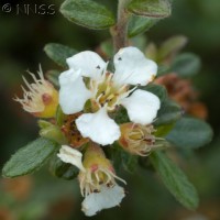 Cotoneaster